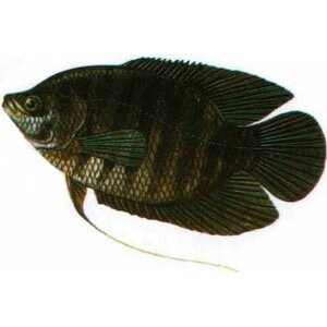 อาหารสัตว์น้ำ