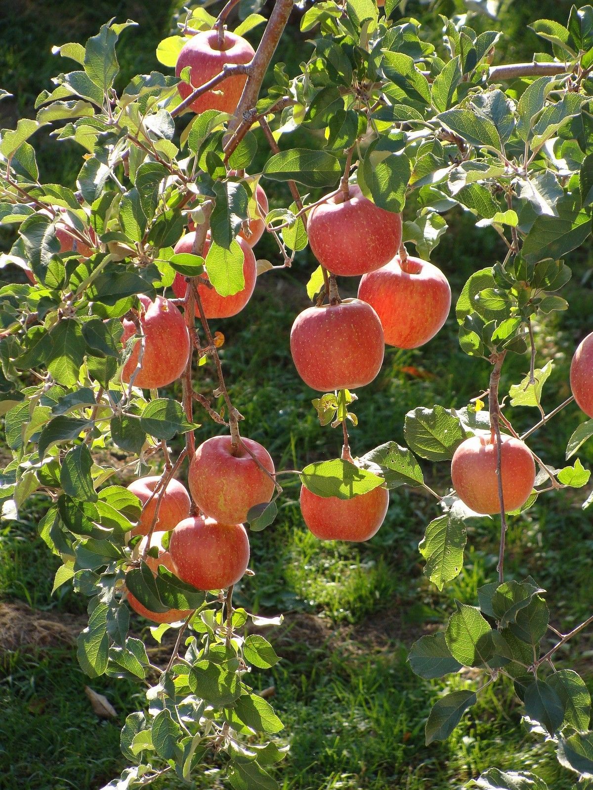 Fuji Apple, Malus pumila "Fuji"(20) เมล็ดแอปเปิ้ลฟูจิ 20 เมล็ด