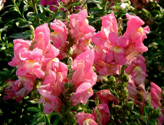 Antirrhinum majus Snapdragon Pink Garden Flower