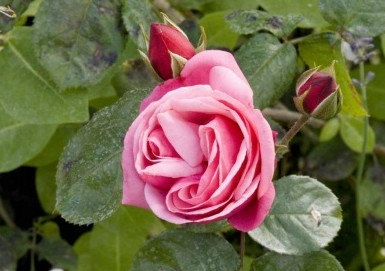 Climbing Rose Seeds Climber Pink Perennials Flower