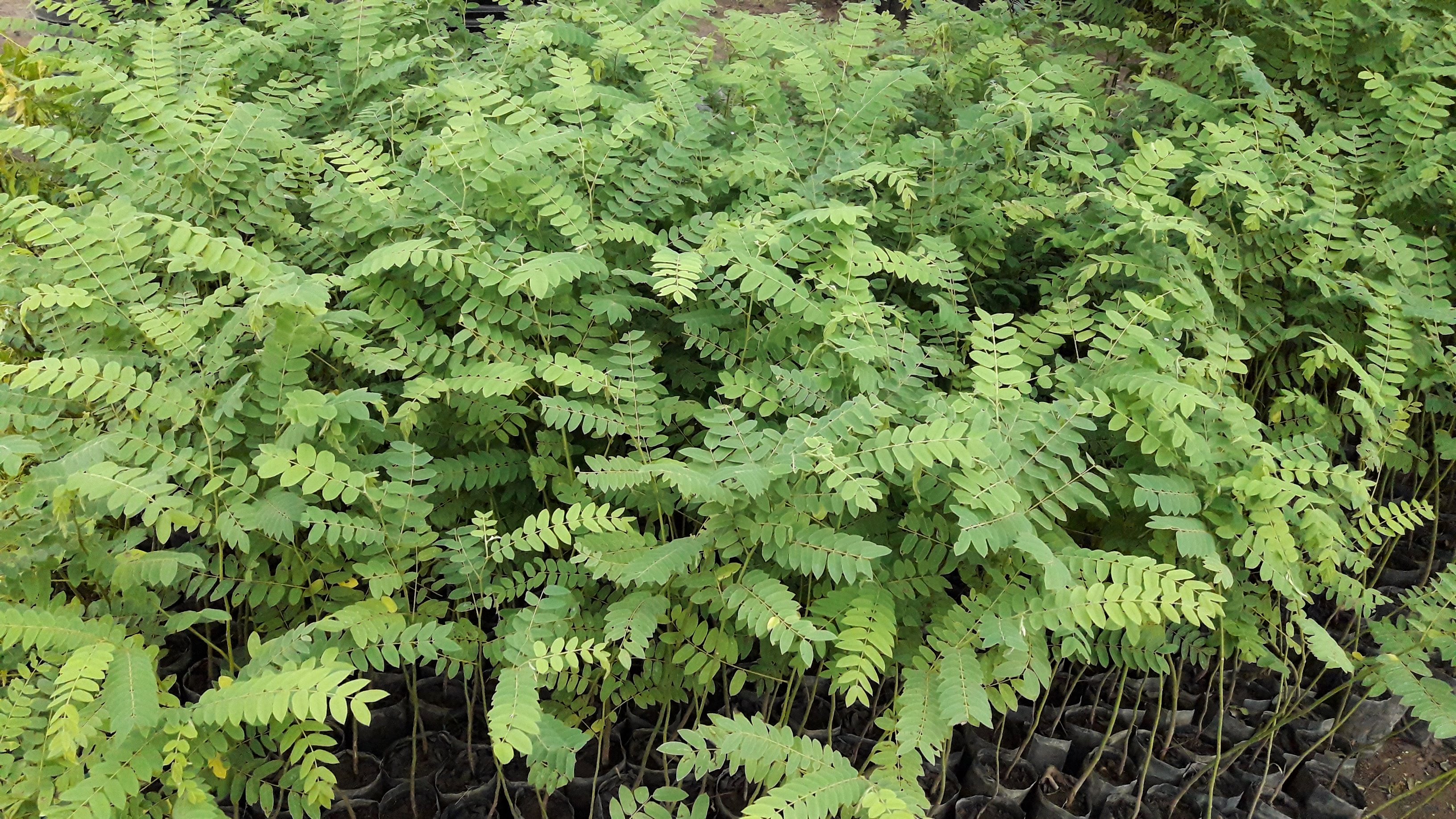 ต้นกัลปพฤกษ์ 100 ต้น รวมค่าส่งแล้ว