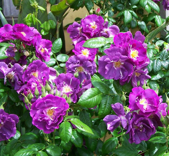 Climbing Rose Seeds Climber Purple Perennials Organic