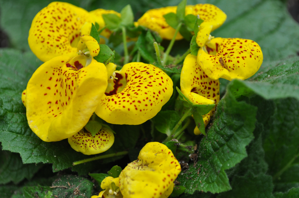 Slipperwort Calceolaria ชุดใหญ่ 200 เมล็ด