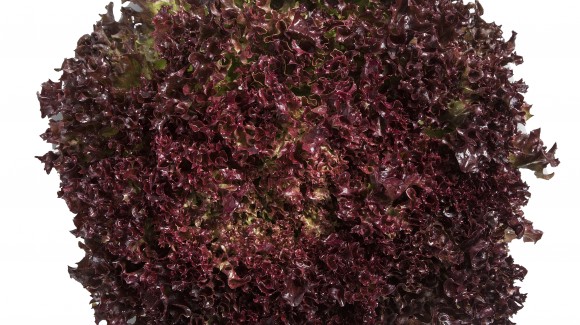 ผักสลัดเรดโครอล red coral lettuce
