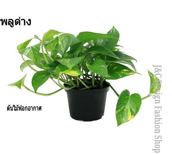 พลูด่างฟอกอากาศ พลูด่าง พลูด่างไม้ประดับ