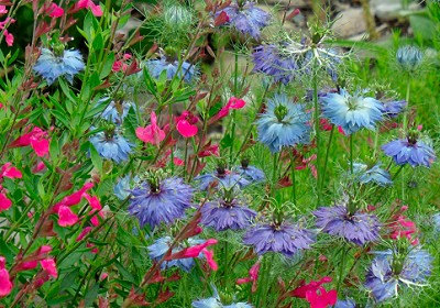 100 กรัม 35700 เมล็ด Nigella Black Cumin Fennel Love in a mist Flower Mixed