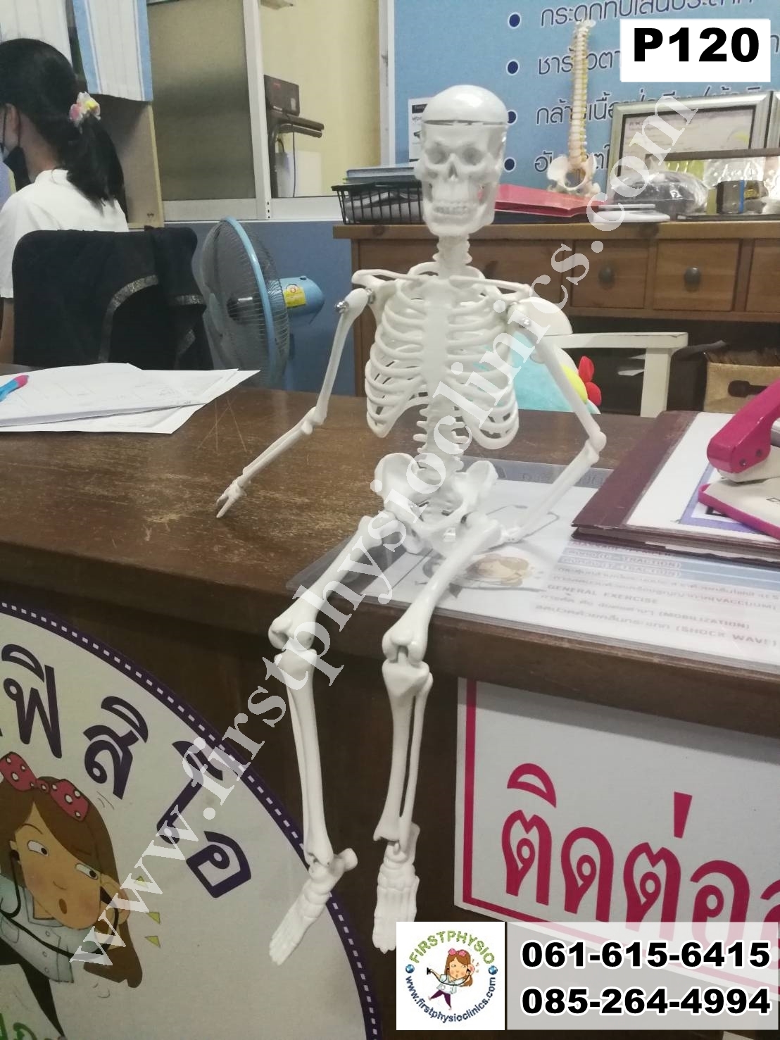 โครงกระดูกจำลอง / หุ่นจำลองโครงกระดูก