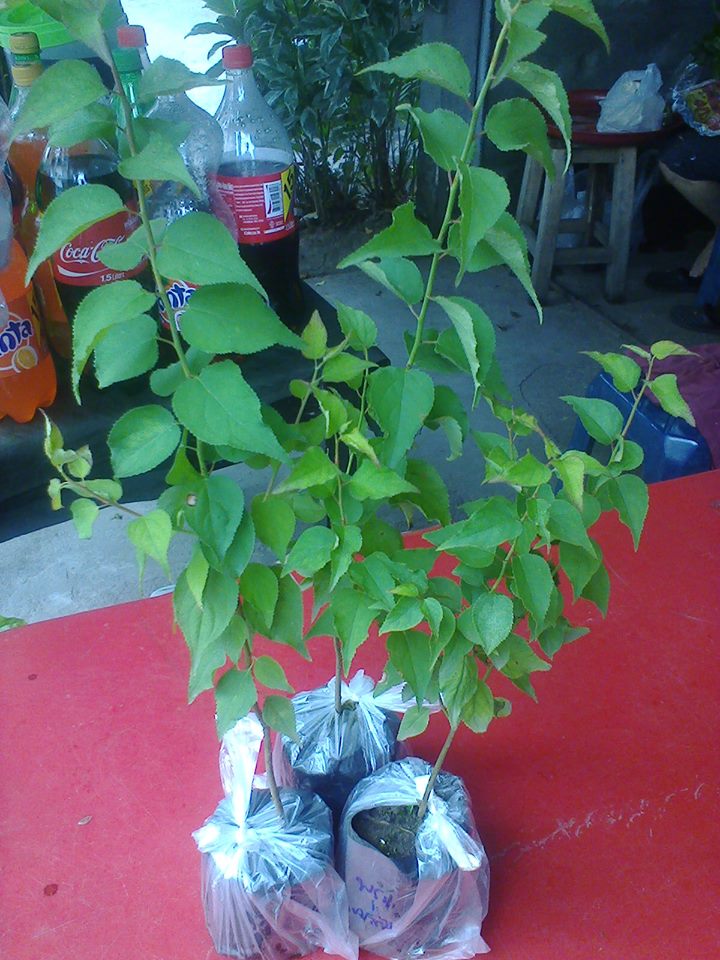ต้นพรุน Prunes (ปักชำส่วนยอด)