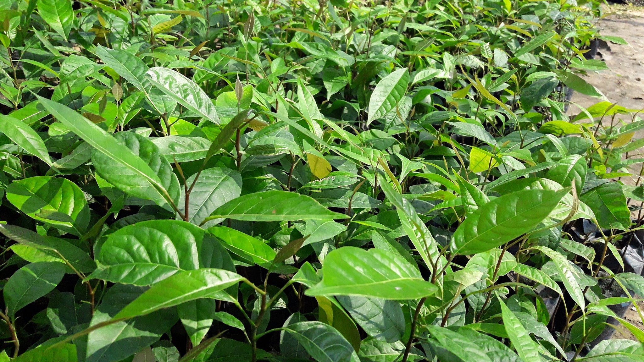 ต้นมะฮอกกกานี ชุดละ 100 ต้น รวมค่าส่งแล้ว