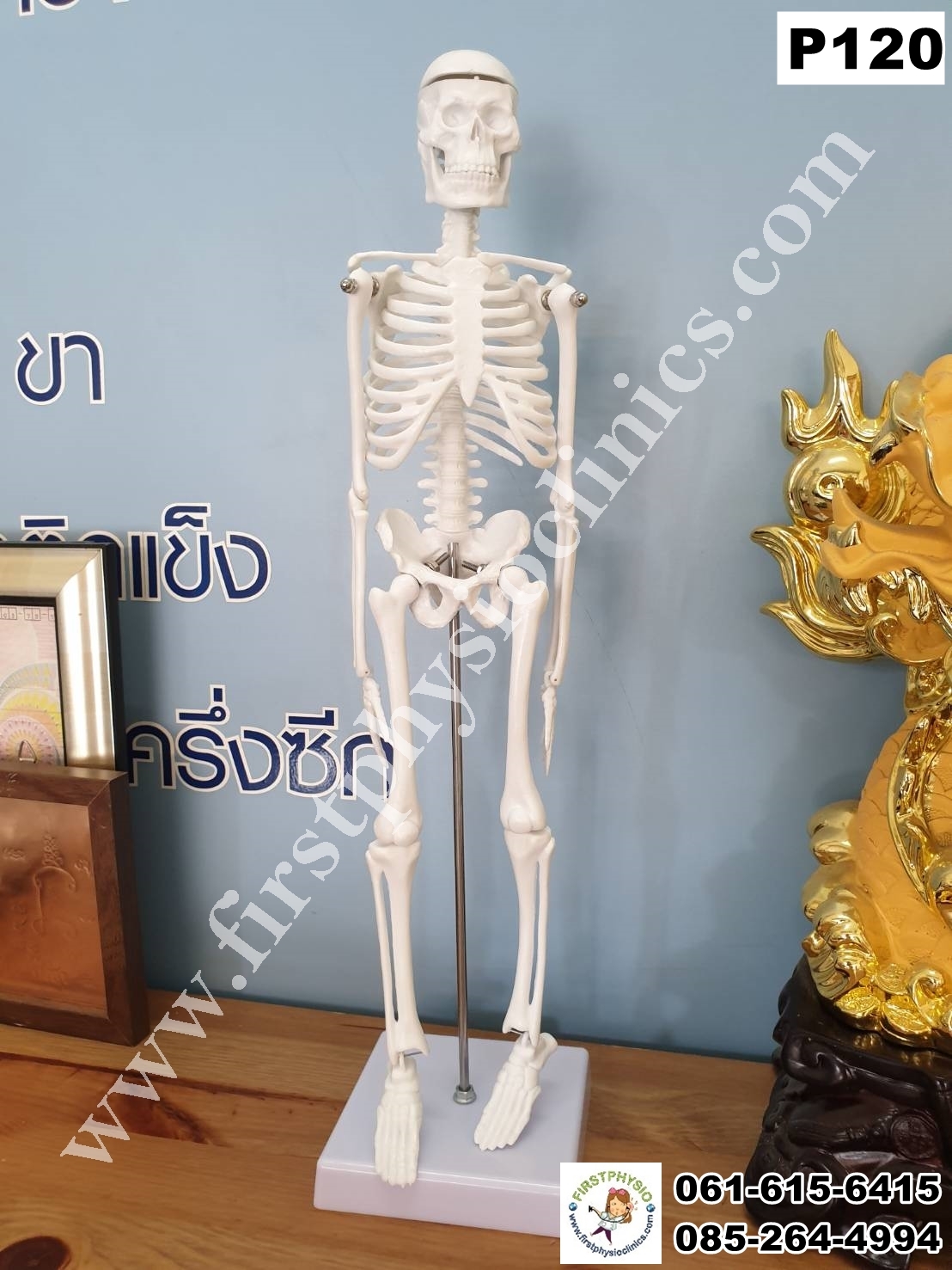 โครงกระดูกจำลอง / หุ่นจำลองโครงกระดูก