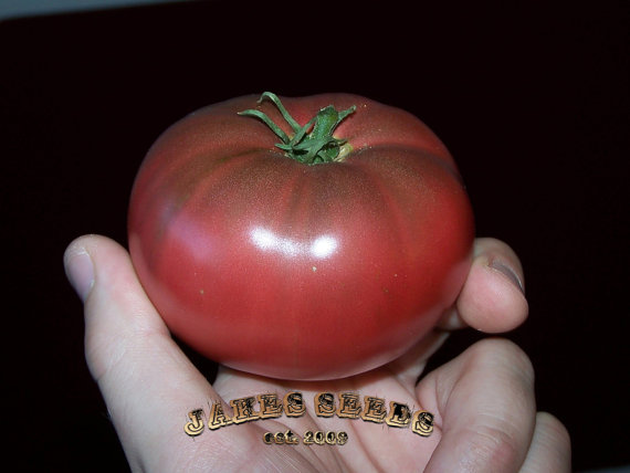 Cherokee Purple Tomato เชโรกีสีม่วงมะเขือเทศ 20 เมล็ด