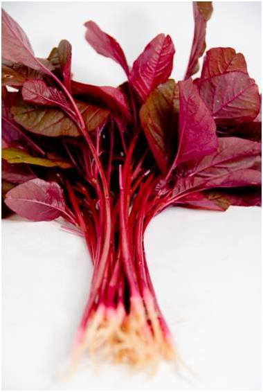 ผักโขมแดง red-spinach