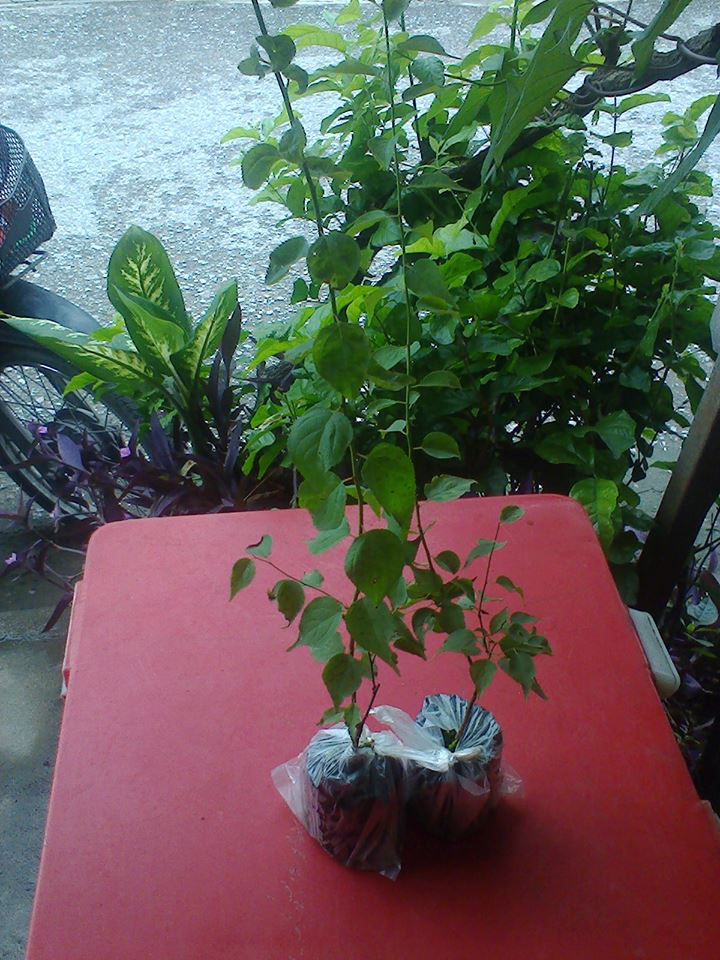 ต้นพลัม Plum (เสียบยอด)