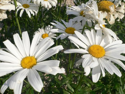 75000 เมล็ด 100 กรัม Annual Daisy Chrysanthemum leucanthemu Flower