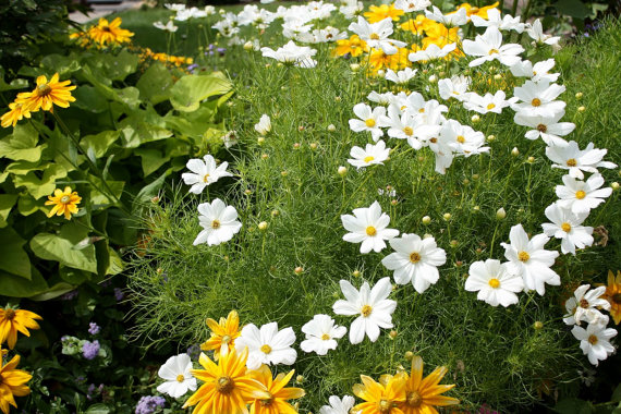 16500 เมล็ด 100 กรัม Garden Cosmos Bipinnatus Psyche White Mexican Aster Flower