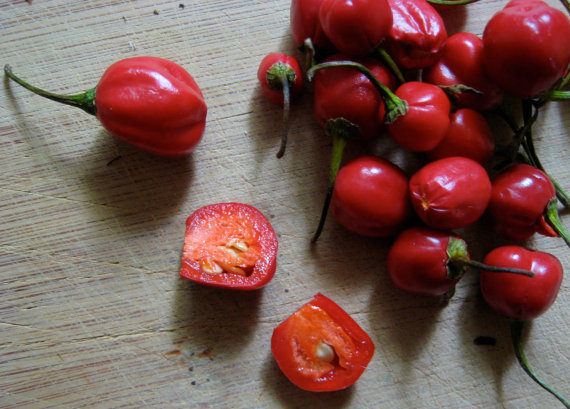 Hot Cherry Bomb Peppers