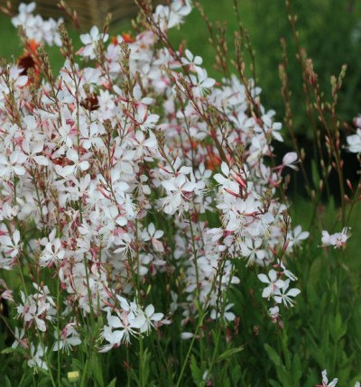 7800 เมล็ด 100 กรัม Sweet Scarlet Gaura Beeblossom Linda Tarde Velvetweed White