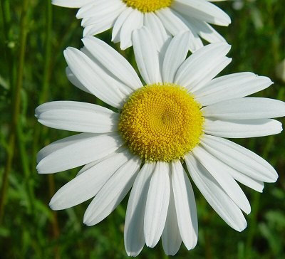 75000 เมล็ด 100 กรัม Annual Daisy Chrysanthemum leucanthemu Flower