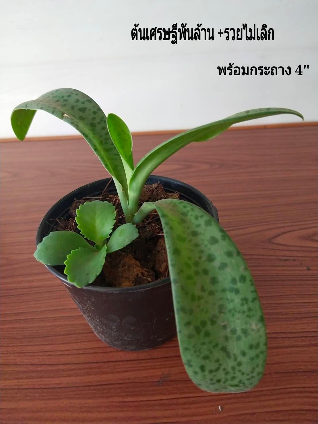 คู่สุดคุ้ม ต้นเศรษฐีพันล้าน+ รวยไม่เลิก พร้อมกระถาง 4 นิ้ว