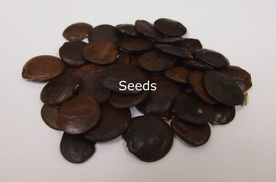 100 กรัม Wisteria Seeds Bonsai Tree Seeds Wisteria sinensis Chinese Wisteria Vine Violet Blue Flowers