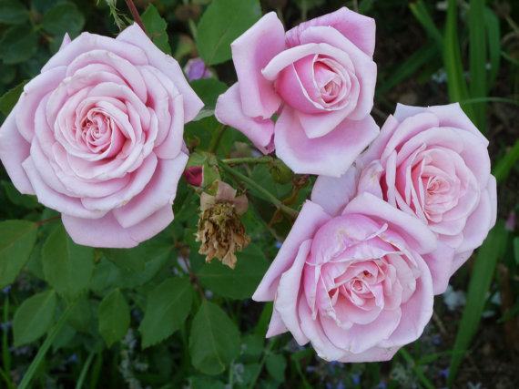 Climber Blue Moon Perennials Flower