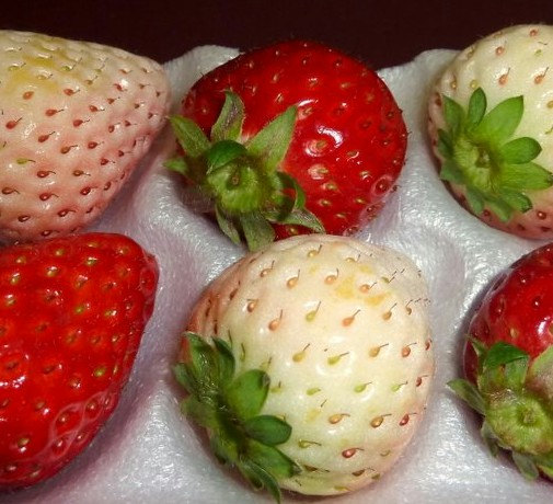 White Alpine Strawberry(20) เมล็ดสตอเบอร์รี่ 20 เมล็ด