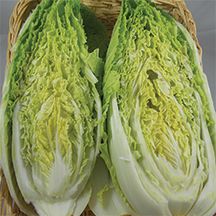 ผักกาดหางหงส์ Chinese Cabbage-Michilli