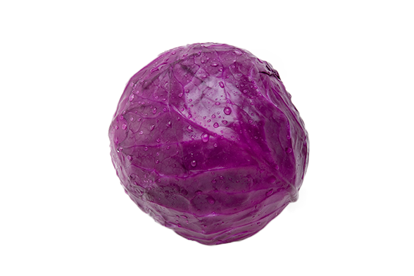 กะหล่ำปลีม่วง Red Cabbage