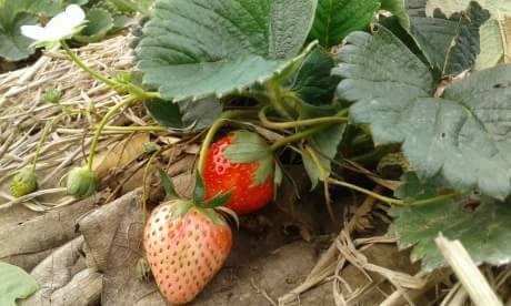 ต้นสตอเบอร์รี่ พันธุ์ Mugnum