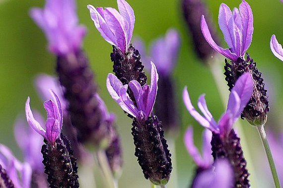 France Lavandula Stoechas Purple
