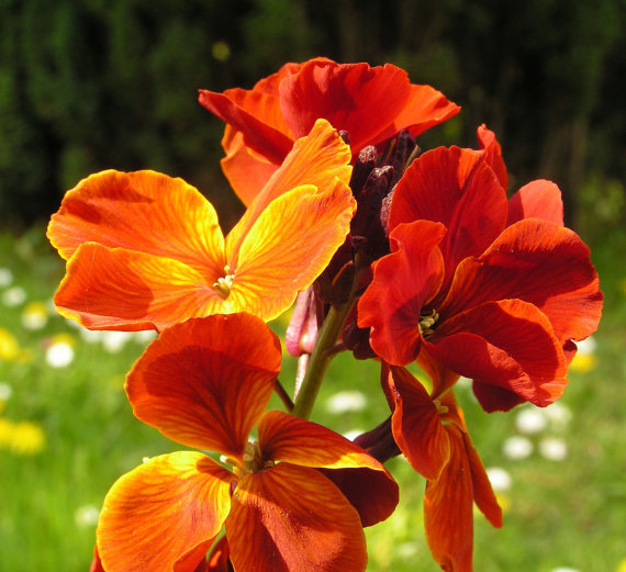 47000 เมล็ด 100 กรัม Erysimum Coastal Siberian Alpine Wallflower
