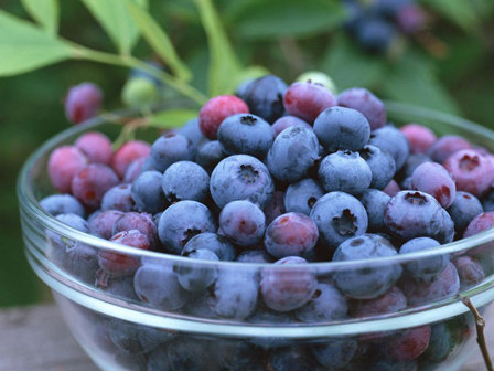 Blueberry Seeds(50) เมล็ดบูลเบอร์รี่ 50 เมล็ด