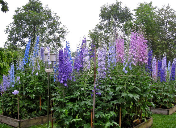 Consolida DELPHINIUM Larkspur Garden bulk flower