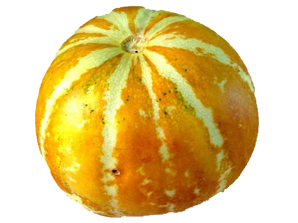 แตงไทยกลม Musk melon