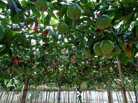 ต้นเสาวรสเสียบยอด พันธุ์ไทหนุง