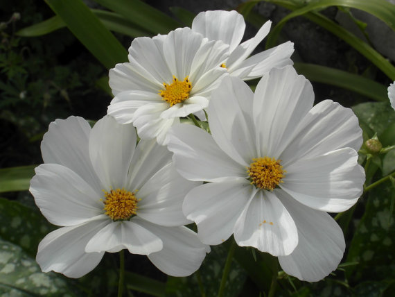 16500 เมล็ด 100 กรัม Garden Cosmos Bipinnatus Psyche White Mexican Aster Flower