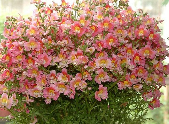 Schizanthus pinnatus Butterfly Orchid