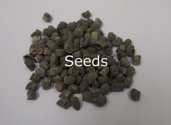 Cerinthe Honeywort Major Purpurasces Shrimp Plant Blue Purple Garden Wax Flower