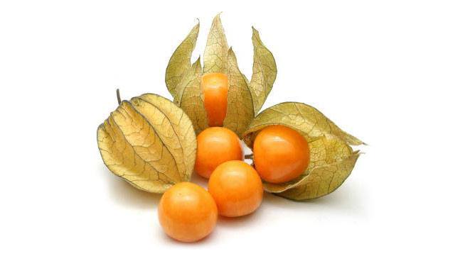 ต้นเคพกูสเบอร์รี่