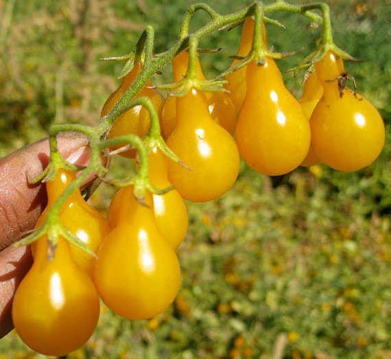 Pear Yellow Gold Tomato(50) เมล็ดมะเขือเทศ Pear Yello 50 เมล็ด