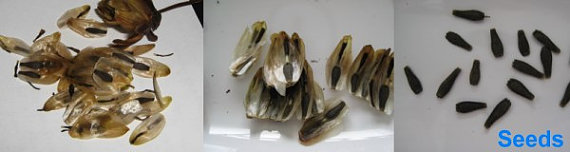 Mini Dahlia Pinnata tiptoes Pure White Mignon