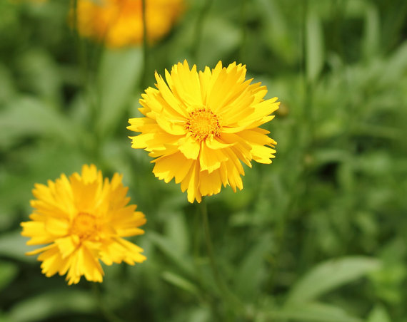 Coreopsis Sunray Tickseed Flower
