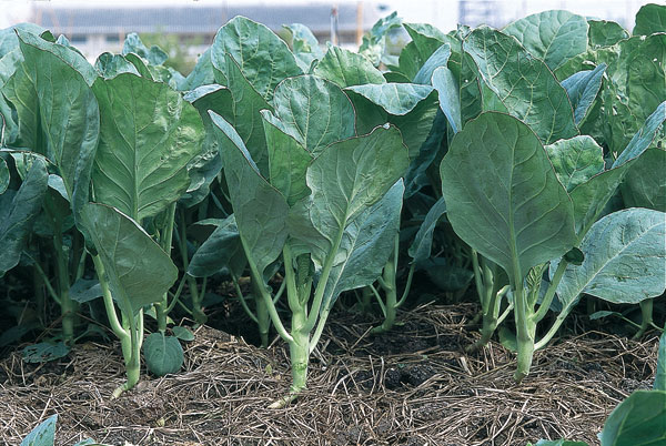 คะน้าฮ่องกง Kailaan