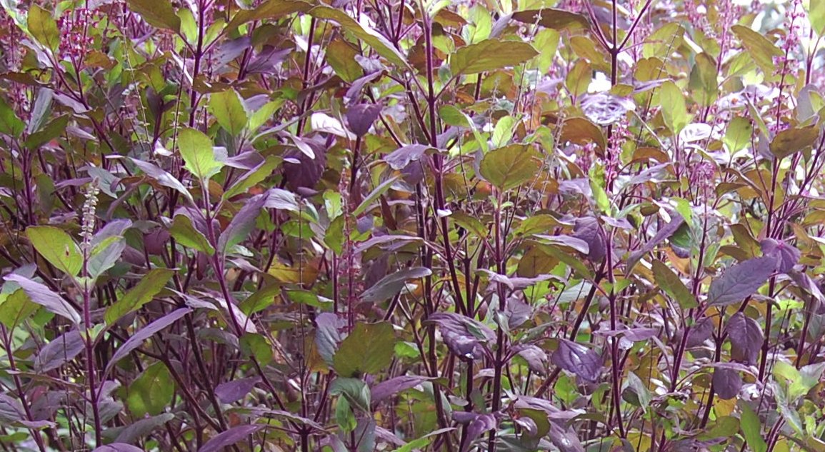 กะเพราแดง Holy Basil Red