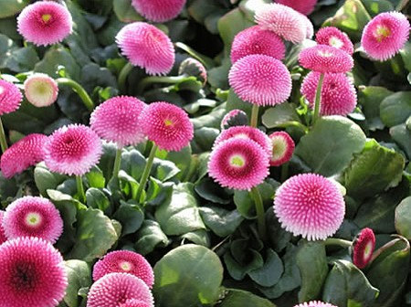 English Daisy Monstrosa Corsican Bellis Perennis Flower