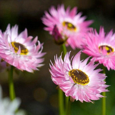25000 เมล็ด 100 กรัม Helipterum Australian Crisp Everlasting Seed