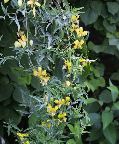 70000 เมล็ด 100 กรัม Clematis hybridas HELIOS Yellow Gold