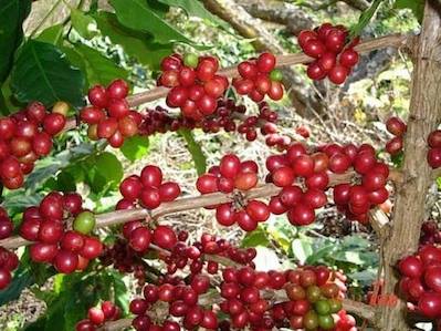 ต้นกาแฟอาราบิก้า สูง 30 ซม