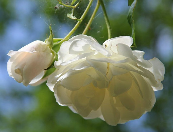 Climbing Rose Seeds Climber Pure White Perennials Flower