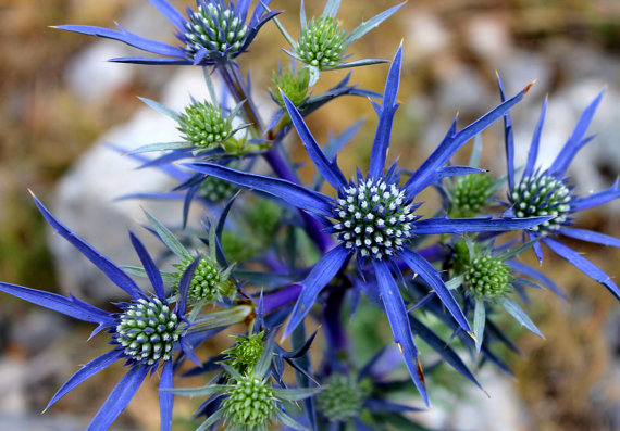 Sea Holly Sea Hollies Blue Star Garden Purple Flower